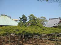善養寺影向の松