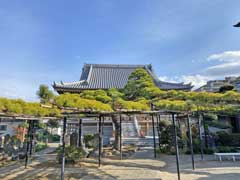 慶円寺の松ノ木