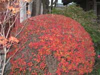 正王寺の紅葉