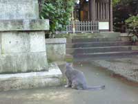 葛谷御霊神社お賽銭箱への招き猫