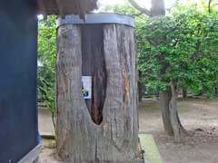 淵の宮氷川神社枯れ杉