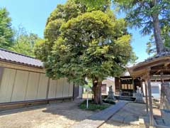 袋在家雷神社保存樹木