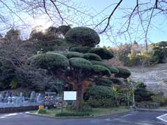 遍照寺のイヌマキ