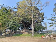 上下諏訪神社社叢