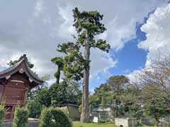 新堀八幡神社御神木