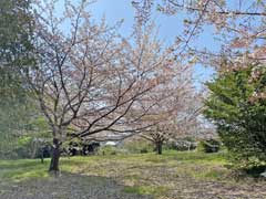 前廣神社境内