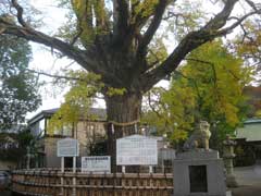 椎津八坂神社大イチョウ