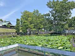 法華経寺龍王池のハス