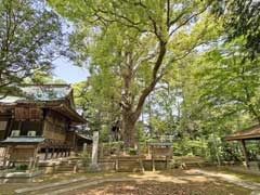 神崎神社御神木