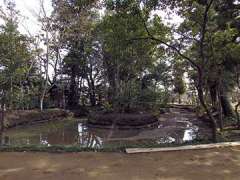 橘樹神社吾妻池