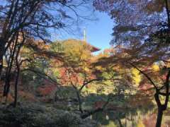 新勝寺の紅葉