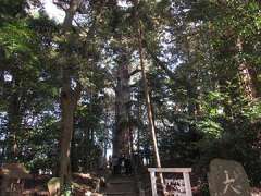 麻賀多神社御神木