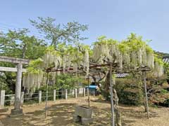 大和田星宮神社藤棚