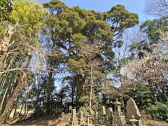 正福寺保存樹のスダジイ