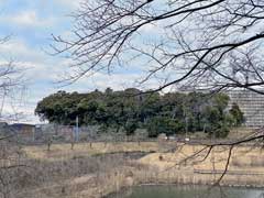 井野八社大神鎮座の社叢