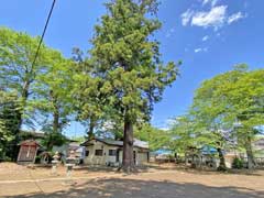 岩富八幡神社御神木