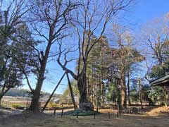 先崎鷲神社境内ケヤキの大樹