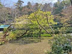 時崎弁天神社弁天池