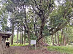 大佐倉将門口ノ宮神社保存樹