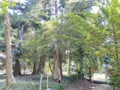 瓜坪新田諏訪神社境内木