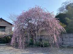 長源寺枝垂れ桜