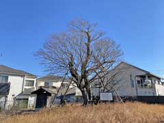 村上浅間神社イヌザクラ