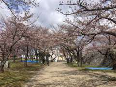 盛岡城跡公園帯曲輪