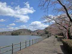 住民が植えた桜