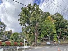 岸八幡神社のくすのき