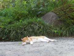 浄妙寺の猫桃太郎