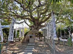 龍口明神社御神木