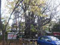 稲毛神社御神木大銀杏