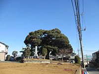 末長杉山神社御神木