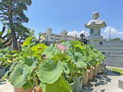 蓮華寺ハスの花