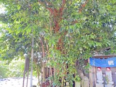海蔵寺ビラン樹