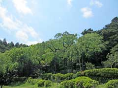 紹太寺長興山の枝垂桜