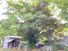 菅原神社のムクノキ