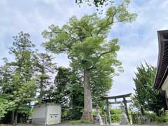 宗我神社御神木