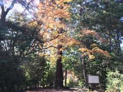 石楯尾神社御神木