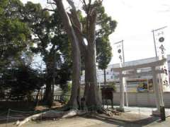 倉見神社夫婦欅