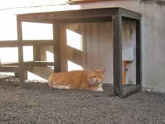 妙法稲荷神社社殿裏の猫