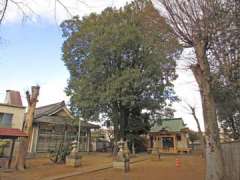 和田稲荷神社のシラカシ