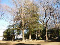 子の神氷川神社御神木