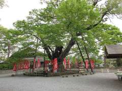 今宮神社靇神木