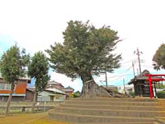 宮鼻八幡神社大ケヤキ