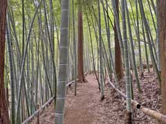 八王寺竹藪に囲まれた参道