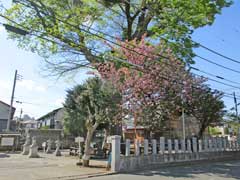 川寺神明神社御神木