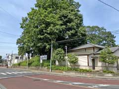 仙波日枝神社社叢