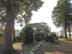 砂氷川神社のイヌツゲ