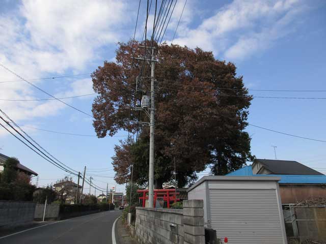 不動島稲荷神社神木